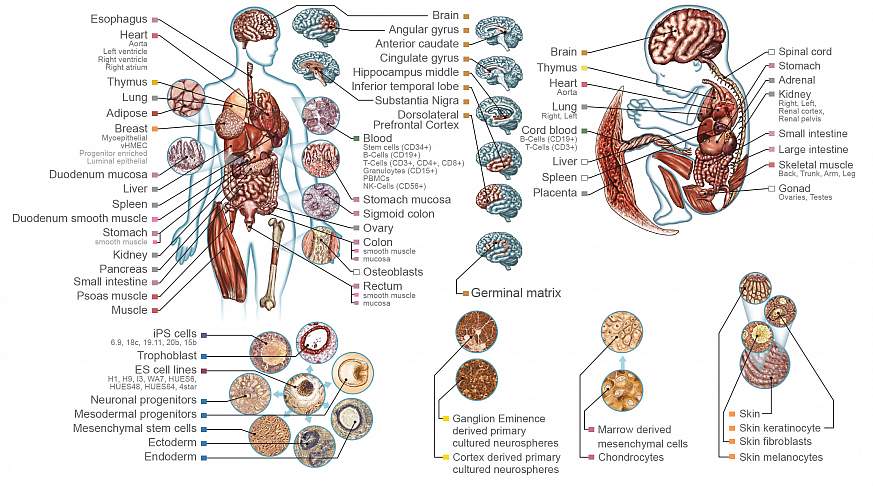 different types of human tissue